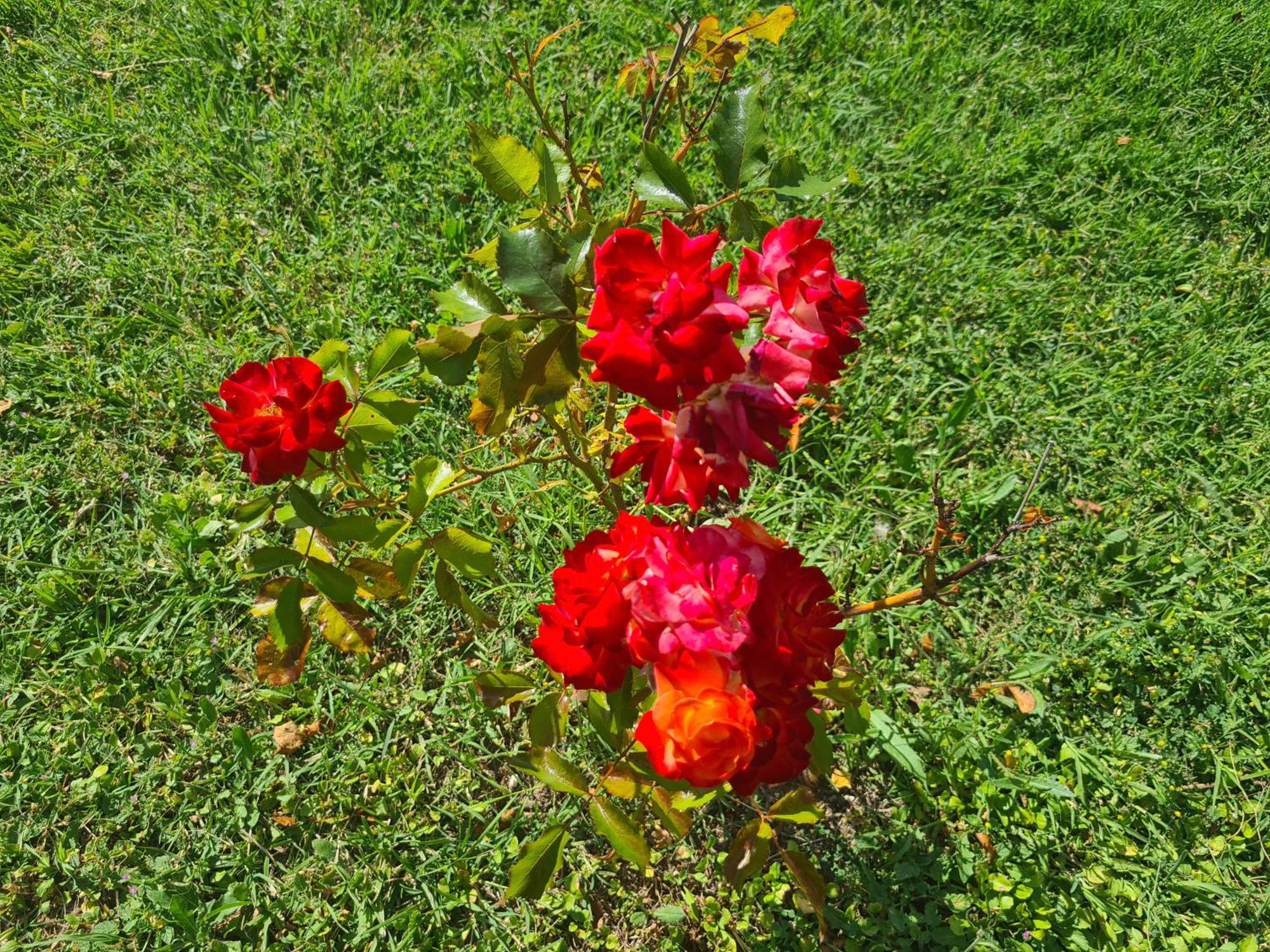 Dolce Alba Bed and Breakfast Montecastrilli Exteriör bild